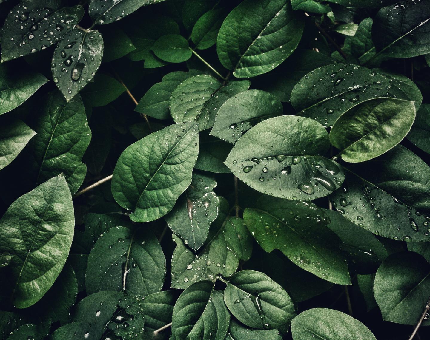Groene bladeren