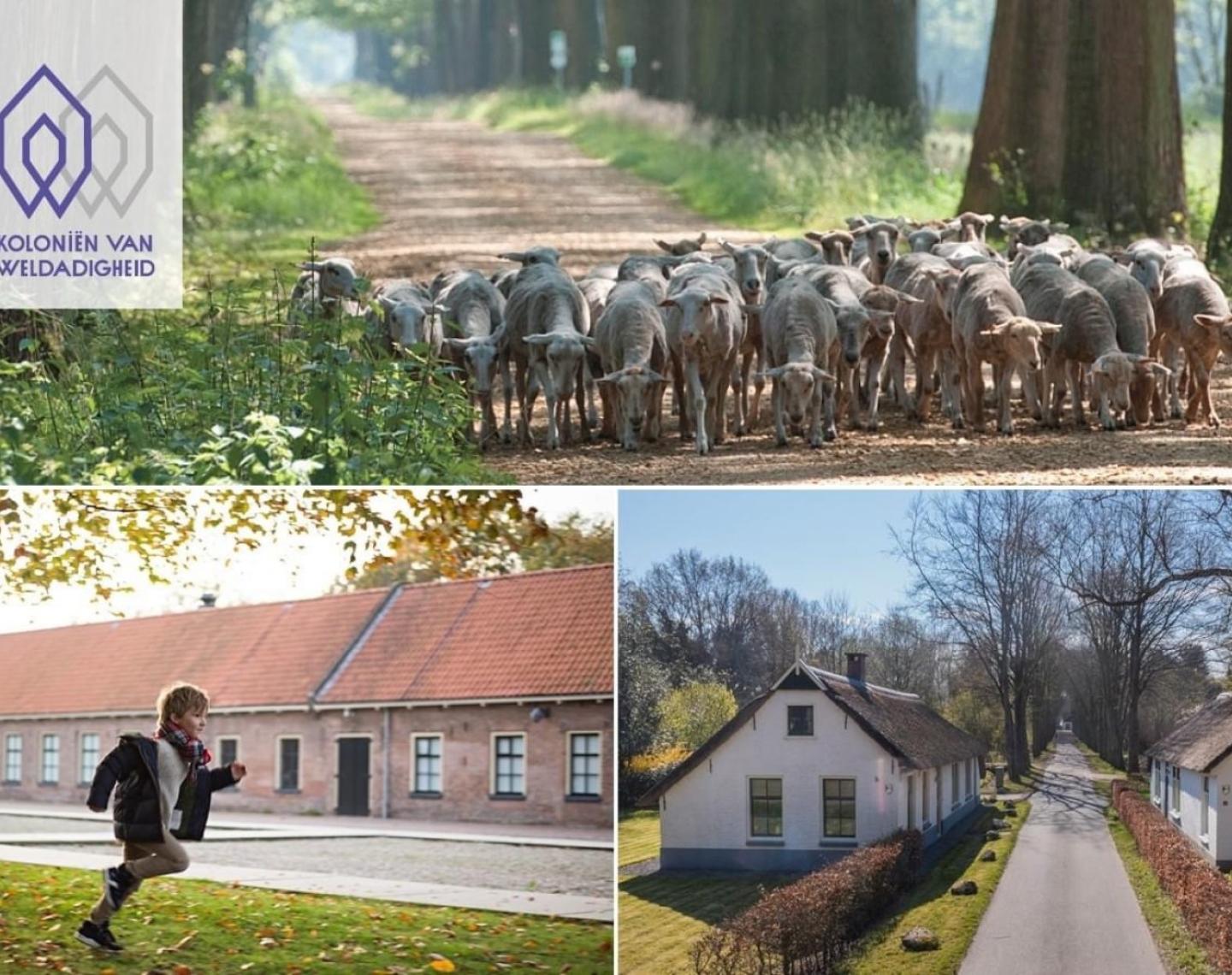 collage van schapen kinderen en een weg koloniën van weldadigheid
