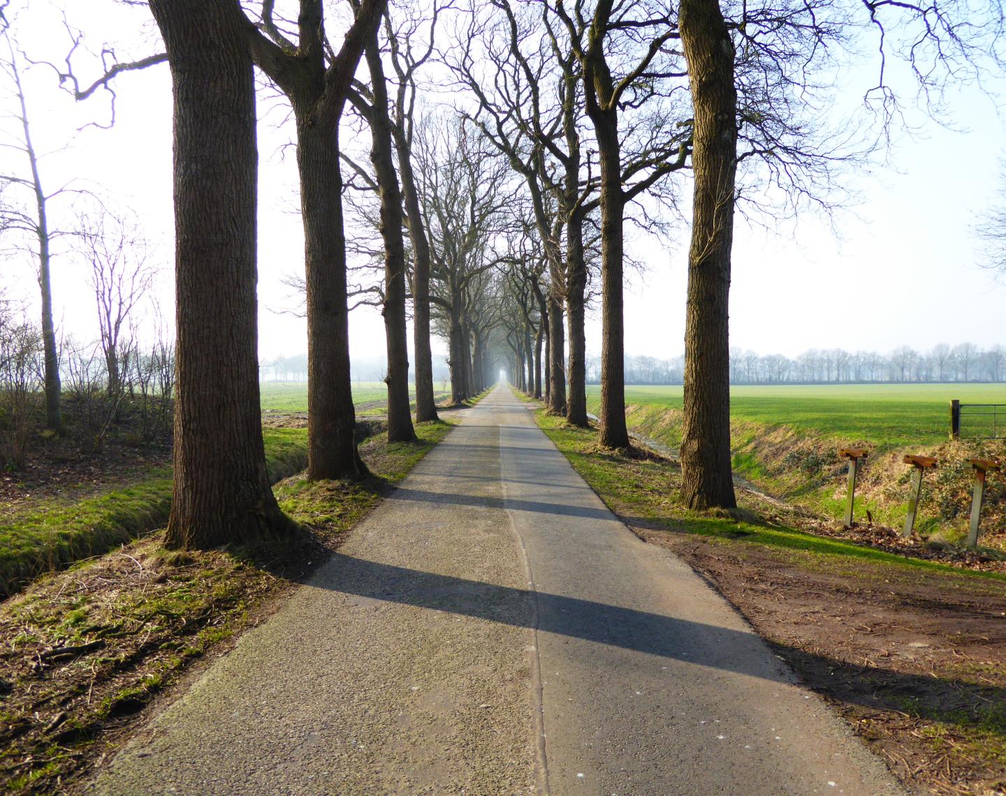 een weg met bomen koloniën van weldadigheid