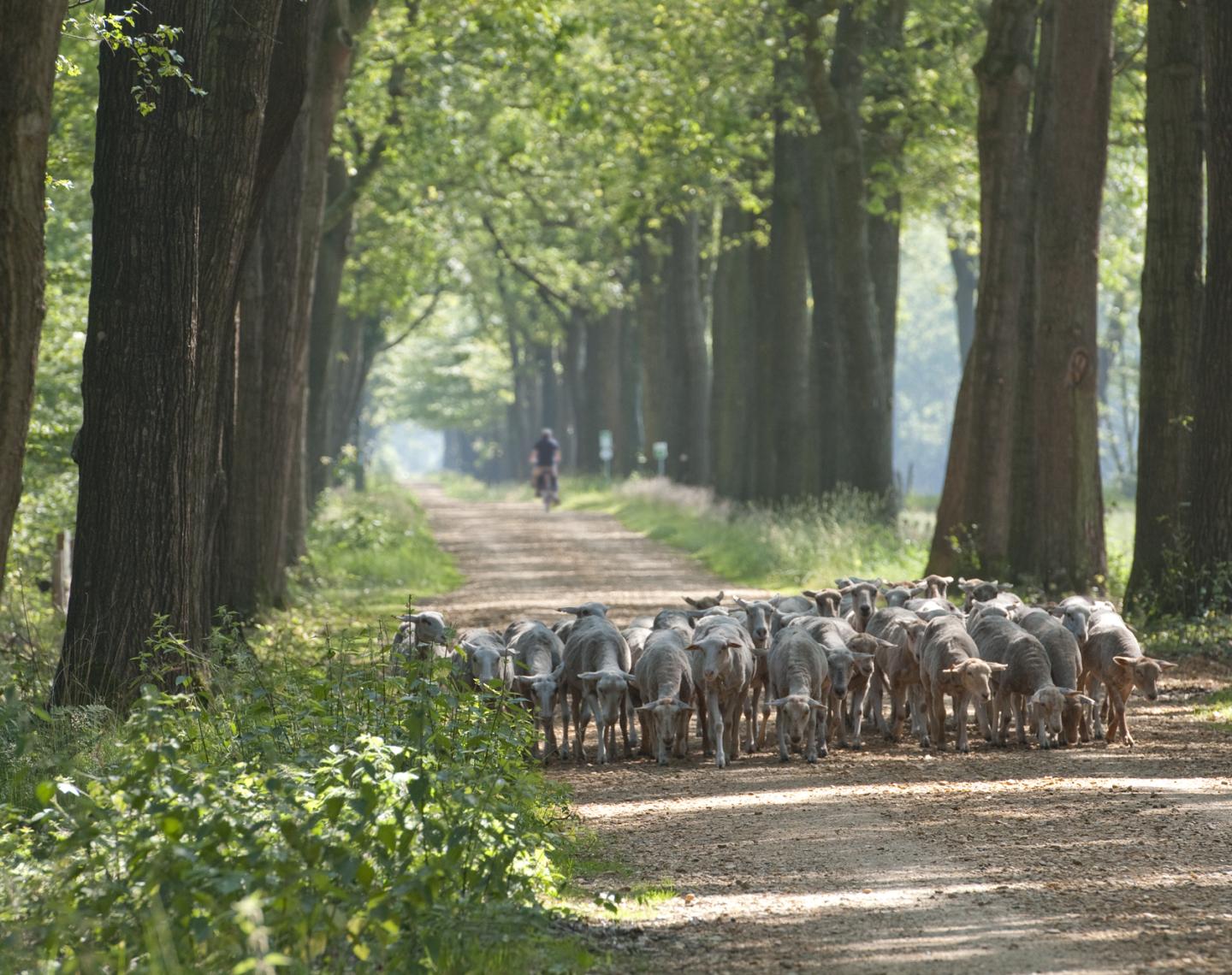 Schapen_Wortel