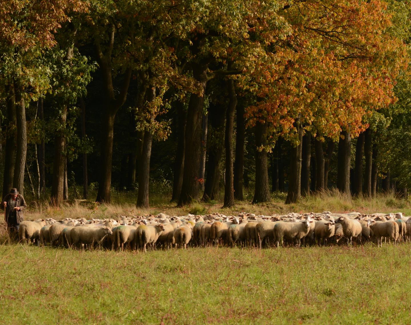 Schapen