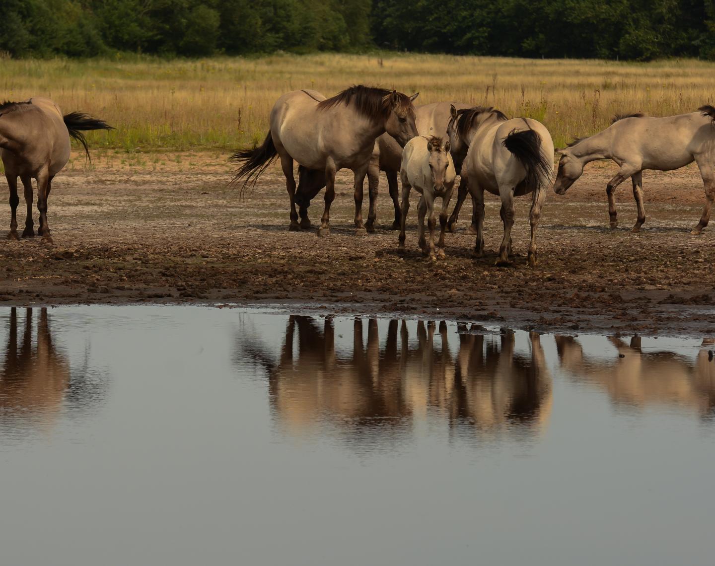Paarden